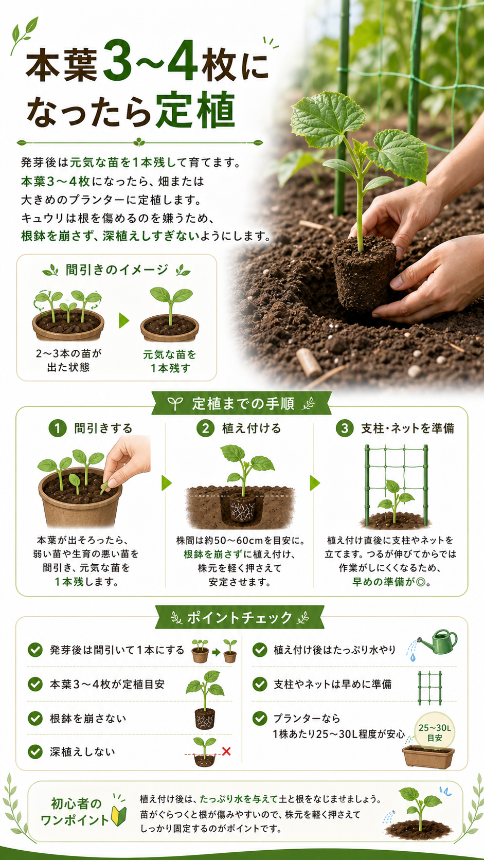 本葉3から4枚になったら定植。間引き、植え付け、支柱とネットの準備、定植時のポイントチェック。