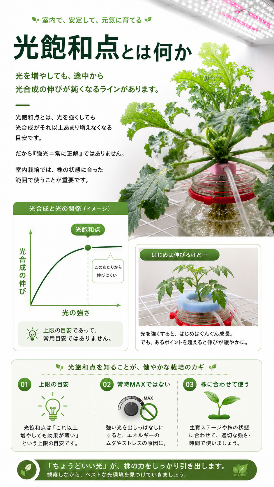 光飽和点の説明