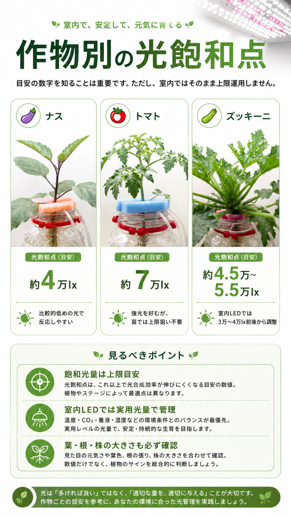 作物別の光飽和点