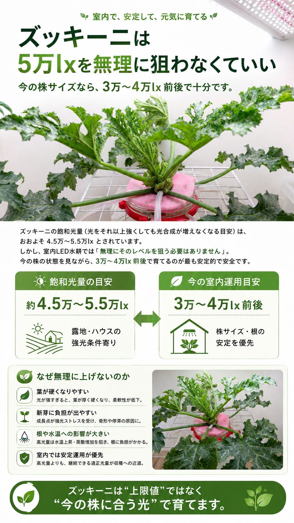 ズッキーニの光量判断