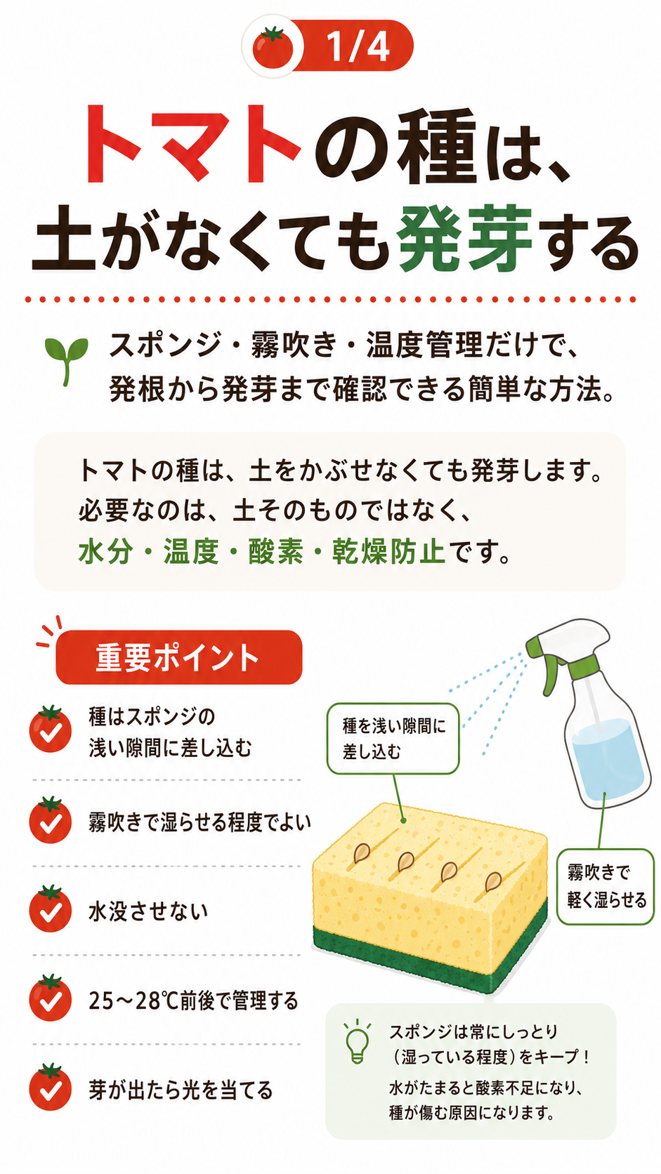 トマトの種は土がなくても発芽する。スポンジを使った発芽方法の重要ポイント。