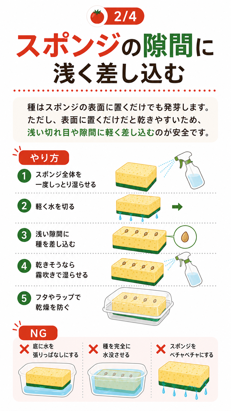 スポンジの隙間にトマトの種を浅く差し込む手順とNG例。