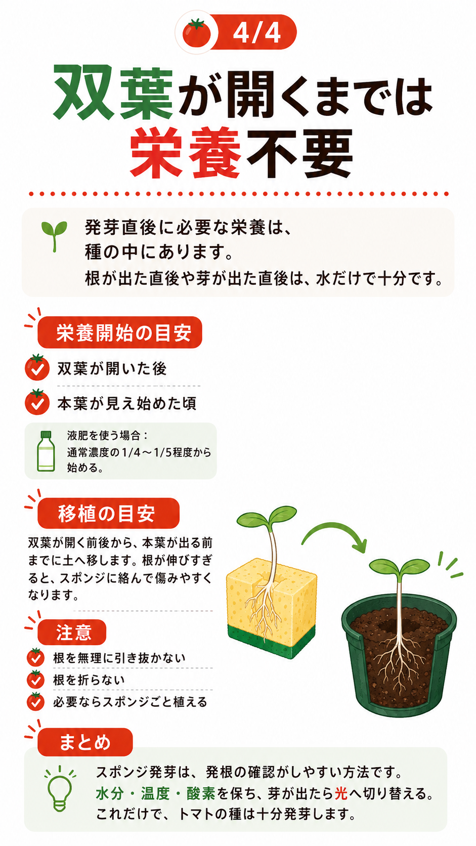 双葉が開くまでの栄養管理、移植の目安、まとめ。